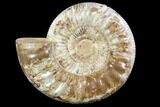Large, Ammonite (Perisphinctes) Fossil - Jurassic #102522-1